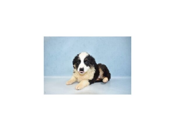 Miniature Australian Shepherd-DOG-Female-Black White and Brown-21653-Petland Scottsdale, Arizona