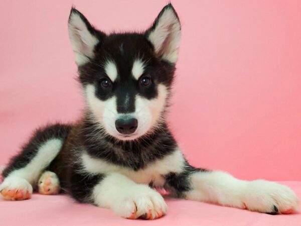 Alaskan Malamute-DOG-Male-Black and White-21652-Petland Scottsdale, Arizona