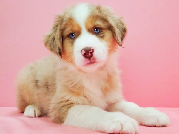Australian Shepherd-DOG-Male-Red Merle-21644-Petland Scottsdale, Arizona