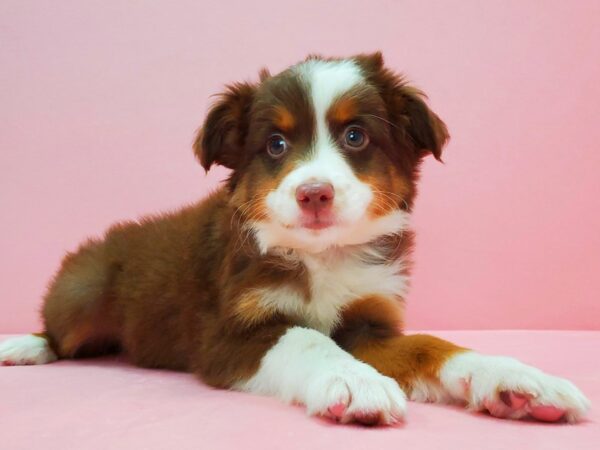 Miniature Australian Shepherd-DOG-Male-TRI-COLOR-21665-Petland Scottsdale, Arizona