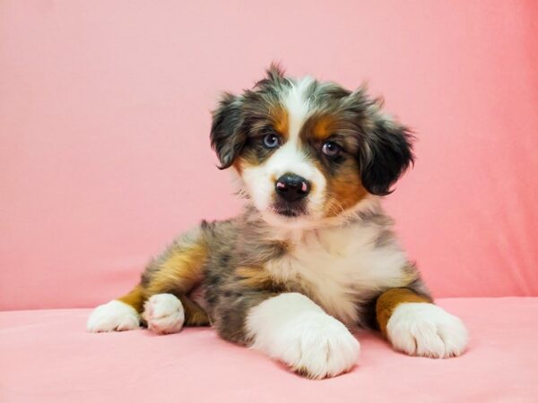 Miniature Australian Shepherd-DOG-Male-Blue Merle-21664-Petland Scottsdale, Arizona