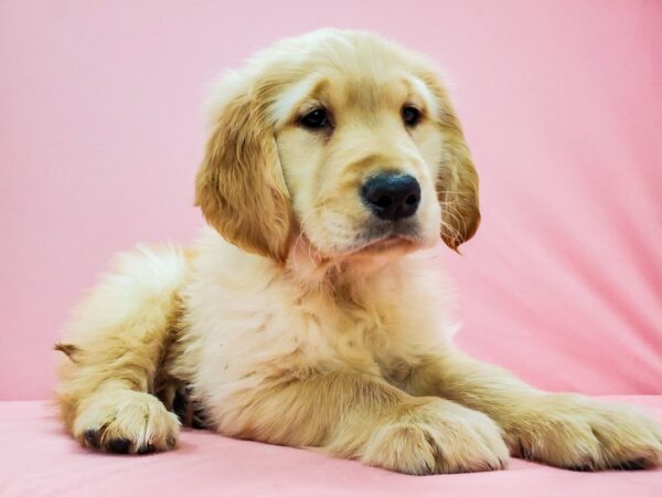 Golden Retriever-DOG-Male-Light Golden-21669-Petland Scottsdale, Arizona