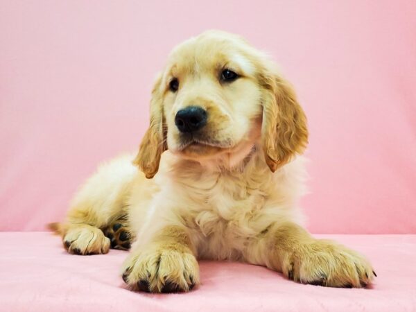 Golden Retriever-DOG-Male-Golden-21670-Petland Scottsdale, Arizona
