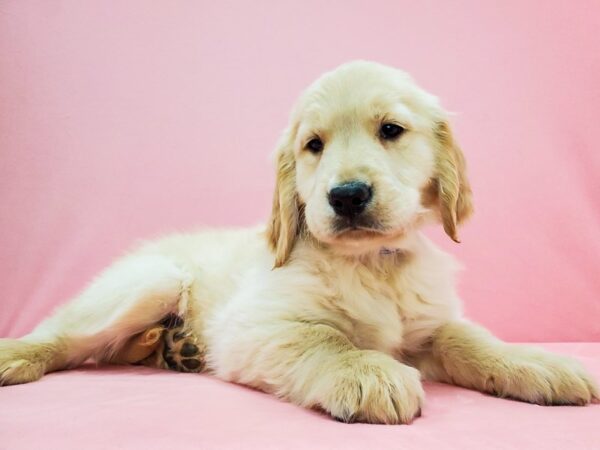 Golden Retriever-DOG-Male-Light Golden-21671-Petland Scottsdale, Arizona