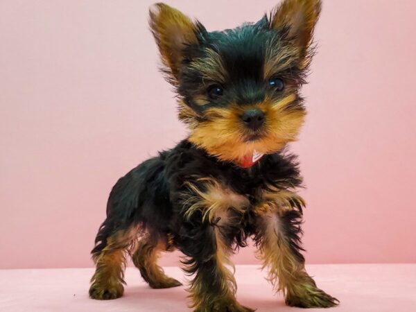 Yorkshire Terrier-DOG-Female-Black / Tan-21679-Petland Scottsdale, Arizona