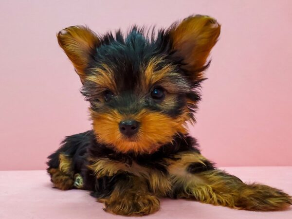 Yorkshire Terrier-DOG-Female-Black / Tan-21678-Petland Scottsdale, Arizona