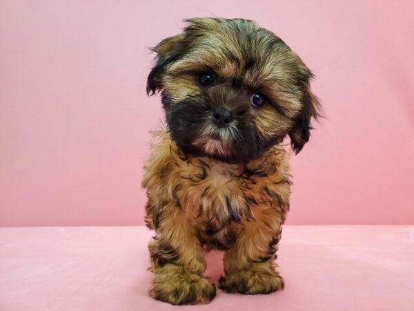 Shih Tzu-DOG-Female-Gold-21677-Petland Scottsdale, Arizona