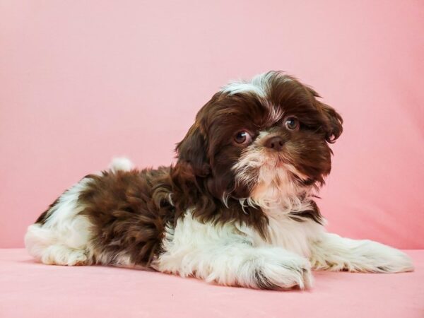 Shih Tzu-DOG-Female-Chocolate / White-21676-Petland Scottsdale, Arizona