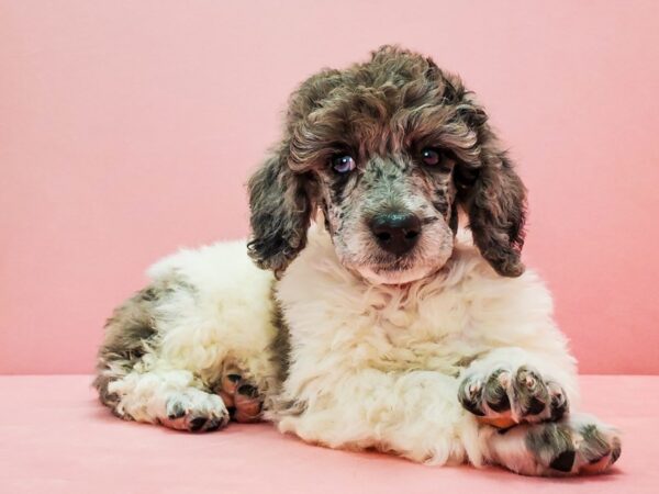 Poodle-DOG-Female-White / Blue Merle-21675-Petland Scottsdale, Arizona