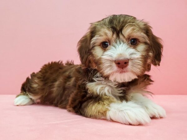 Havanese-DOG-Female-Chocolate / Tan-21672-Petland Scottsdale, Arizona