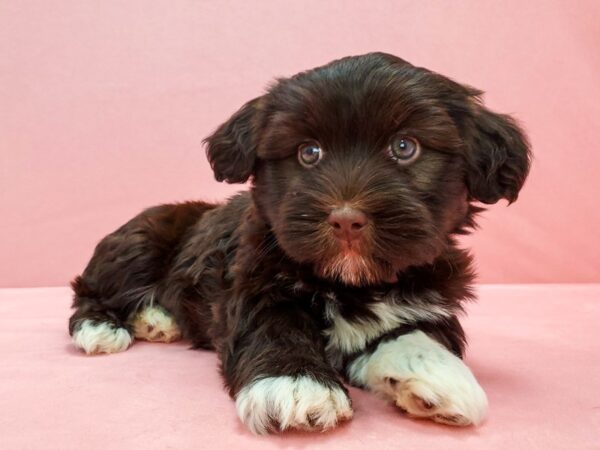 Havanese-DOG-Male-Chocolate-21673-Petland Scottsdale, Arizona