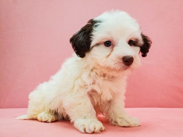 Havanese-DOG-Male-White / Chocolate-21674-Petland Scottsdale, Arizona
