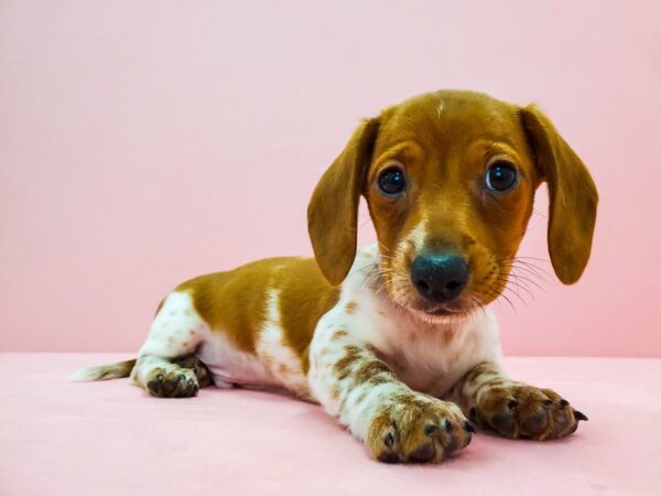 Dachshund-DOG-Male-Red-21668-Petland Scottsdale, Arizona