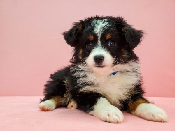 Toy Australian Shepherd-DOG-Male-Black-21666-Petland Scottsdale, Arizona