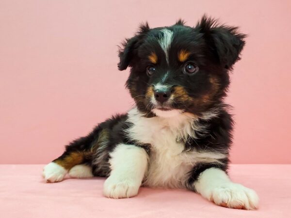 Toy Australian Shepherd-DOG-Male-Black-21667-Petland Scottsdale, Arizona