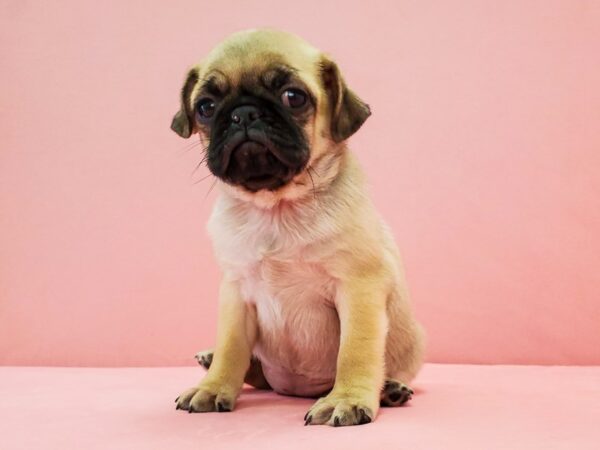 Pug-DOG-Female-Fawn-21691-Petland Scottsdale, Arizona