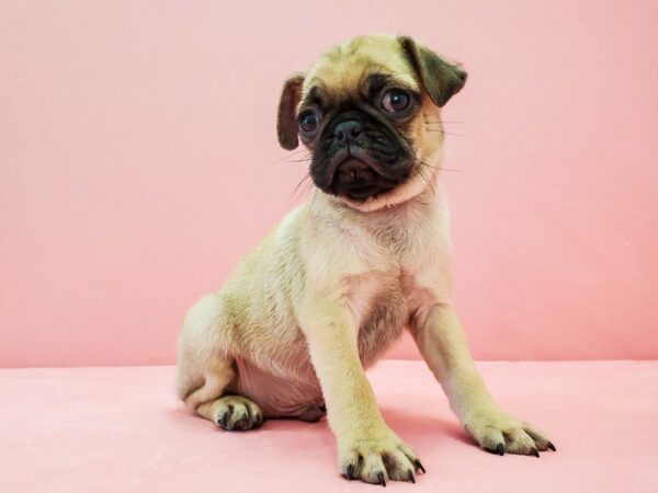 Pug-DOG-Male-Fawn-21692-Petland Scottsdale, Arizona