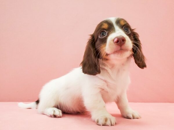 Dachshund-DOG-Male-Chocolate / Tan-21685-Petland Scottsdale, Arizona