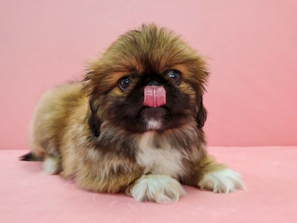 Pekingese-DOG-Male-Red Sable-21714-Petland Scottsdale, Arizona