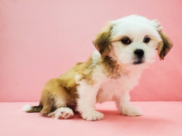 Lhasa Apso-DOG-Male-Golden-21706-Petland Scottsdale, Arizona