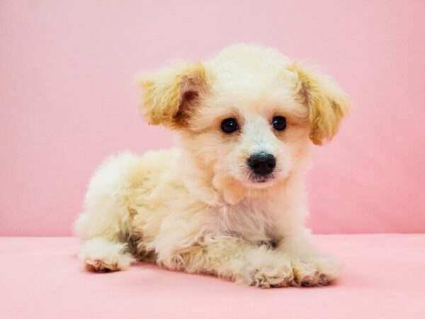 Mini Aussie Doodle-DOG-Male-Cream-21708-Petland Scottsdale, Arizona