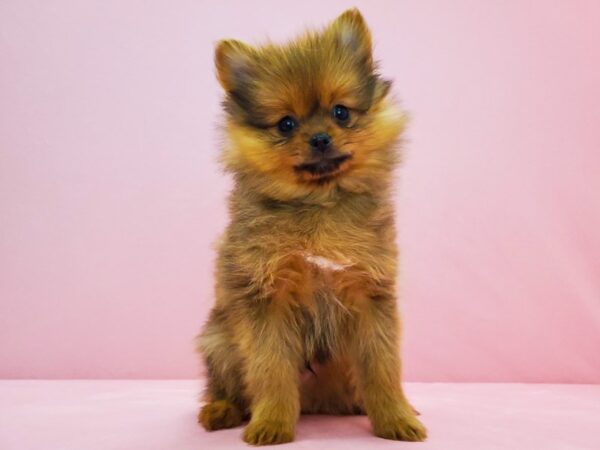 Pomeranian-DOG-Male-Red-21690-Petland Scottsdale, Arizona
