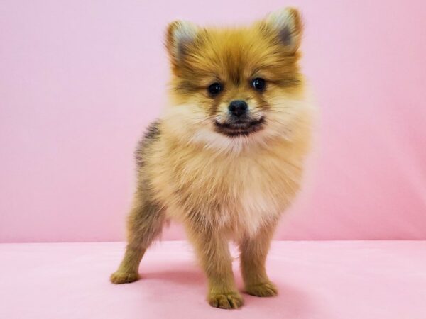 Pomeranian-DOG-Female-Orange-21689-Petland Scottsdale, Arizona