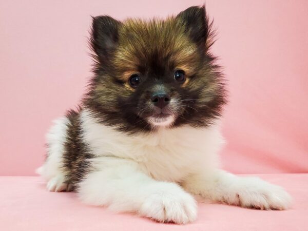 Pomeranian-DOG-Male-Sable-21713-Petland Scottsdale, Arizona