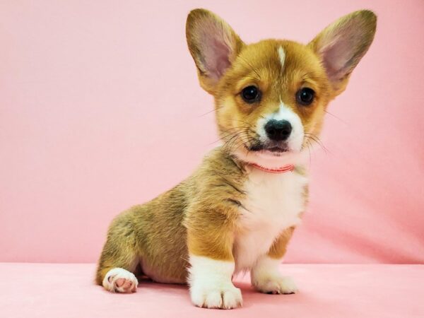 Pembroke Welsh Corgi-DOG-Female-Red / White-21686-Petland Scottsdale, Arizona