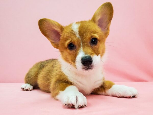 Pembroke Welsh Corgi-DOG-Female-Red / White-21687-Petland Scottsdale, Arizona
