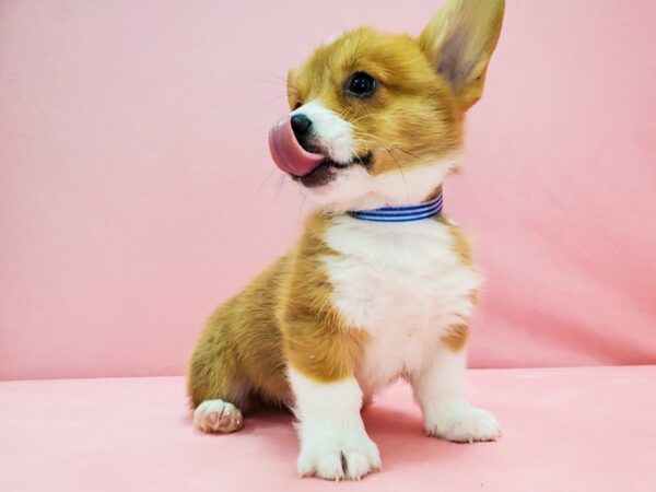 Pembroke Welsh Corgi-DOG-Male-Red / White-21688-Petland Scottsdale, Arizona