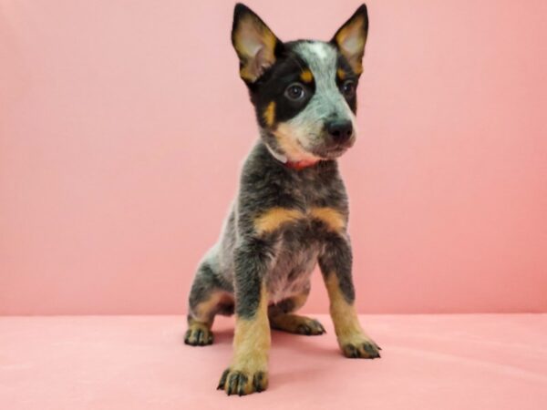 Australian Cattle Dog-DOG-Female-Blue-21682-Petland Scottsdale, Arizona
