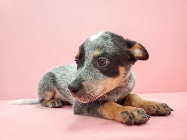 Australian Cattle Dog-DOG-Female-Blue / Tan-21681-Petland Scottsdale, Arizona