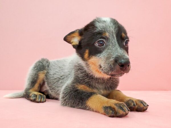 Australian Cattle Dog-DOG-Male-Blue-21683-Petland Scottsdale, Arizona