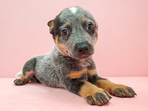 Australian Cattle Dog-DOG-Male-Blue-21684-Petland Scottsdale, Arizona