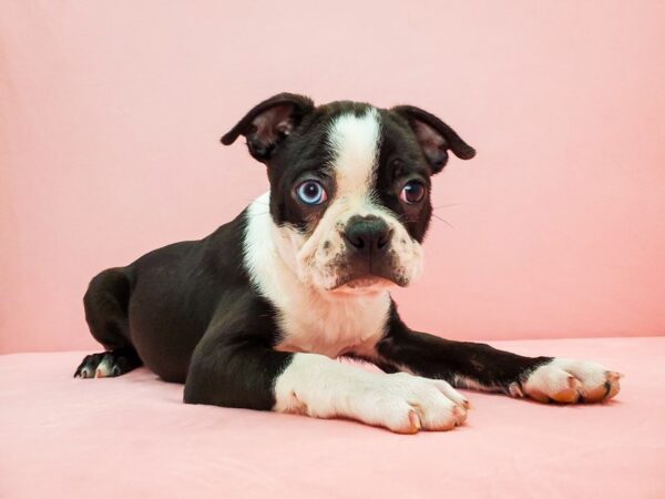 Boston Terrier-DOG-Male-Black and White-21718-Petland Scottsdale, Arizona