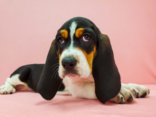 Basset Hound-DOG-Female-Black White and Tan-21717-Petland Scottsdale, Arizona