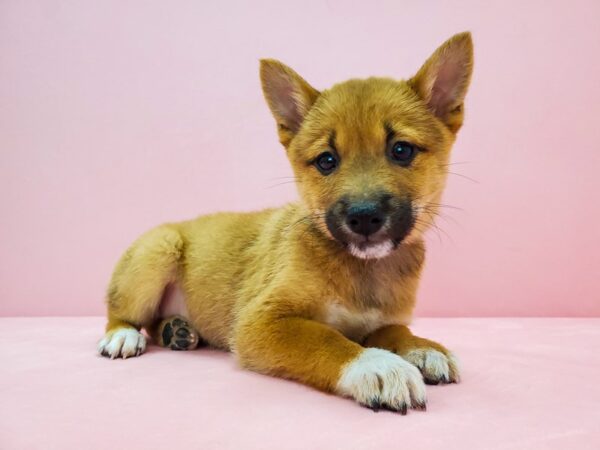 Shiba Inu-DOG-Male-Red-21712-Petland Scottsdale, Arizona