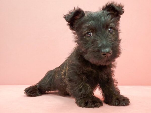 Scottish Terrier-DOG-Male-Black Brindle-21695-Petland Scottsdale, Arizona