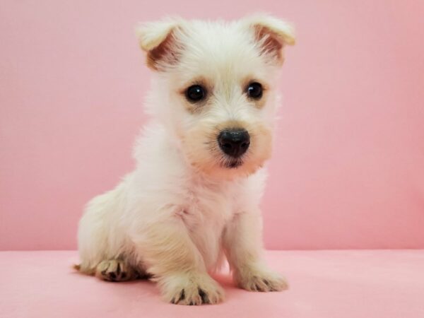 Scottish Terrier-DOG-Female-Wheaten-21694-Petland Scottsdale, Arizona