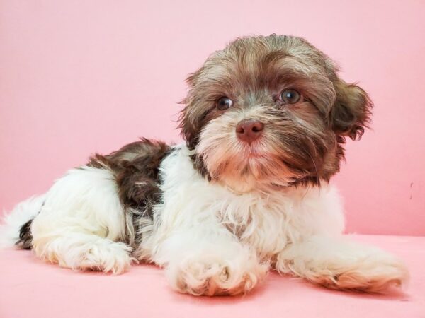 Havanese-DOG-Female-White Chocolate Gold-21705-Petland Scottsdale, Arizona