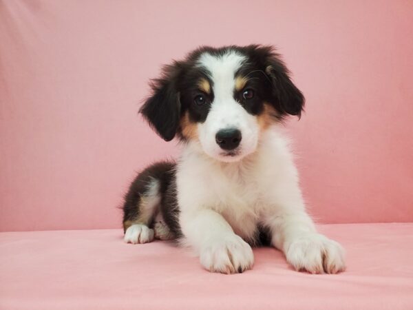 Australian Shepherd-DOG-Female-Black and White-21716-Petland Scottsdale, Arizona