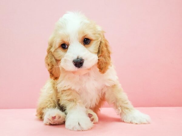 Cocker Spaniel/Poodle-DOG-Male-Apricot-21698-Petland Scottsdale, Arizona