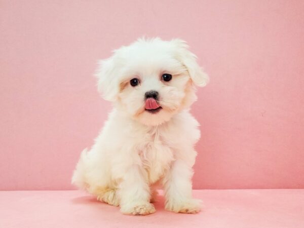 Coton De Tulear-DOG-Female-White-21709-Petland Scottsdale, Arizona