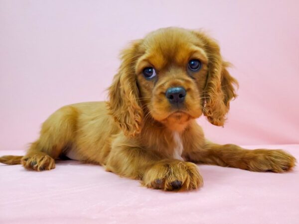 Cavalier King Charles Spaniel-DOG-Female-Ruby-21715-Petland Scottsdale, Arizona
