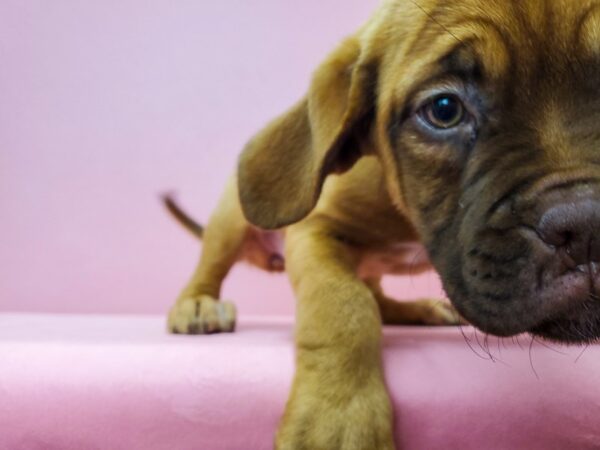 Dogue De Bordeaux-DOG-Female-Mahogany-21710-Petland Scottsdale, Arizona