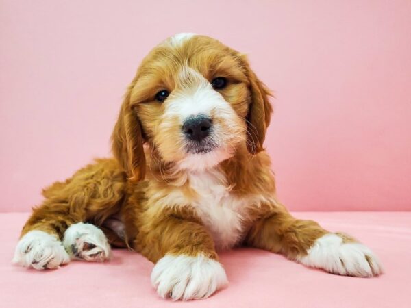 F1 Mini Golden Doodle-DOG-Male-Red-21700-Petland Scottsdale, Arizona