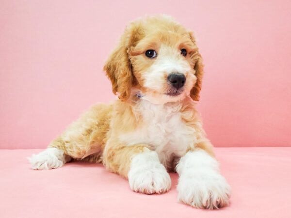 F1B Mini Goldendoodle-DOG-Female-Red-21699-Petland Scottsdale, Arizona