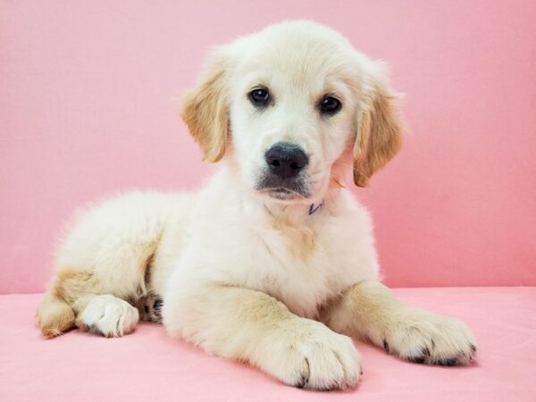 Golden Retriever-DOG-Female-Light Golden-21711-Petland Scottsdale, Arizona