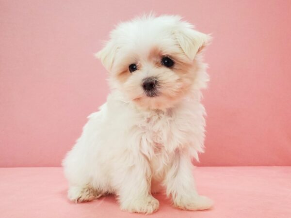 Maltese-DOG-Female-White-21707-Petland Scottsdale, Arizona